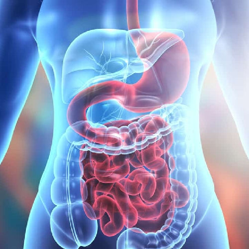 digestion